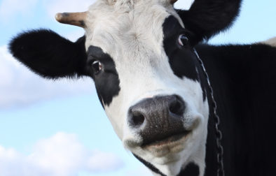 Smiling dairy cow