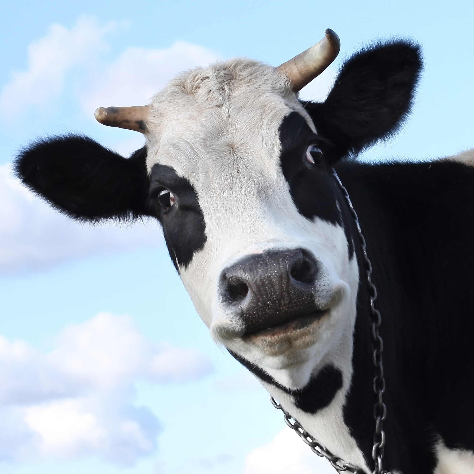 Smiling dairy cow