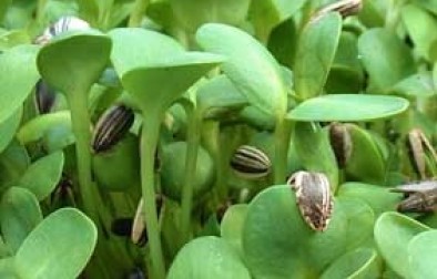 Sunflower sprouts healthy snack
