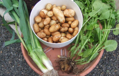 New potatoes and leeks
