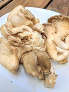 Pearl oyster mushrooms