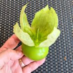 Tomatillo with husk
