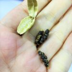 Cardamom pod and seeds