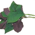 Shiso Perilla leaves