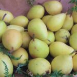 basket of pears